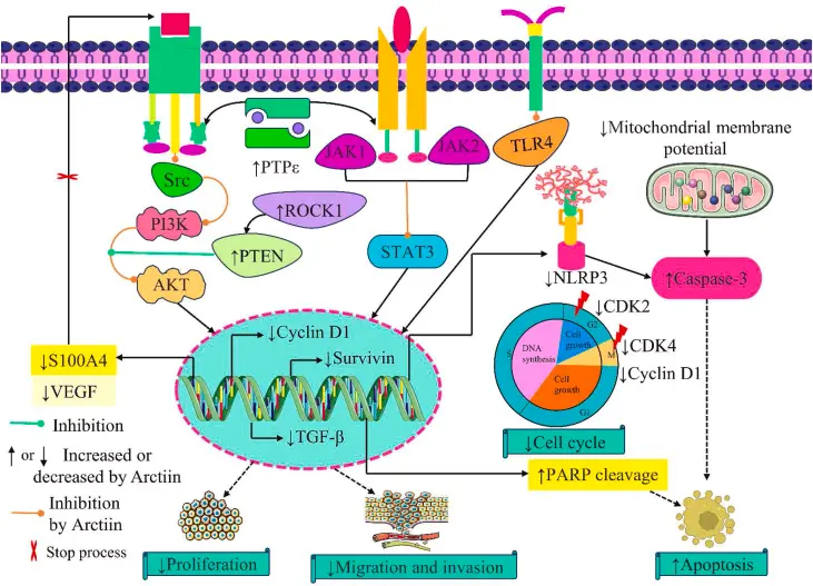 Anti-tumor Potential Anti-tumor Potential