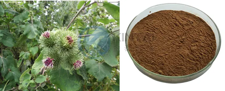 Burdock Seed Extract Arctiin Burdock Seed Extract Arctiin