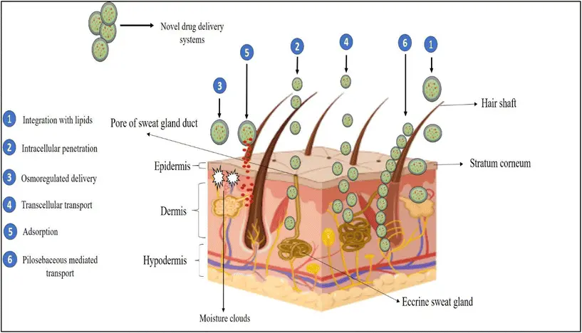 Centella Asiatica Extract for Hair​