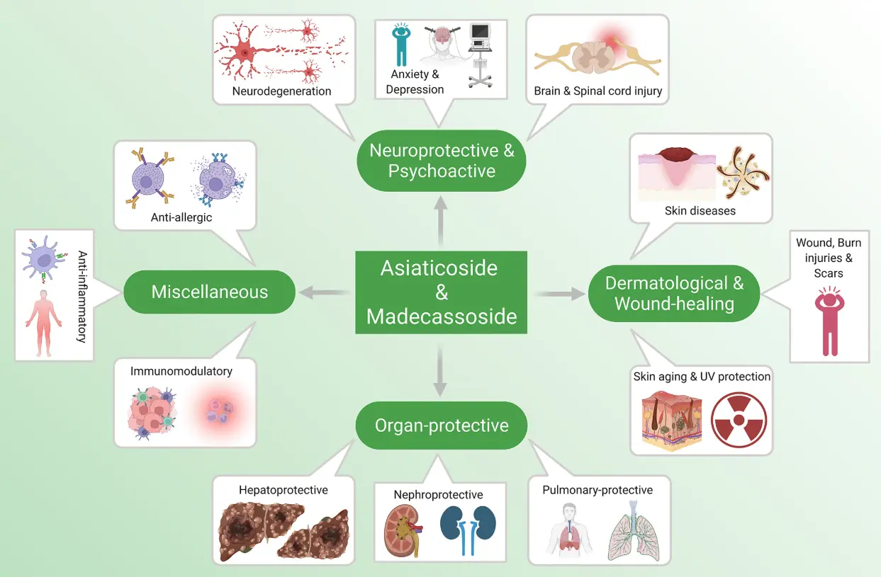 Asiaticoside Anti-inflammatory and Antioxidant Activity