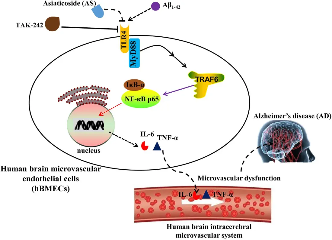 Neuroprotective and Cognitive Improvement Potential