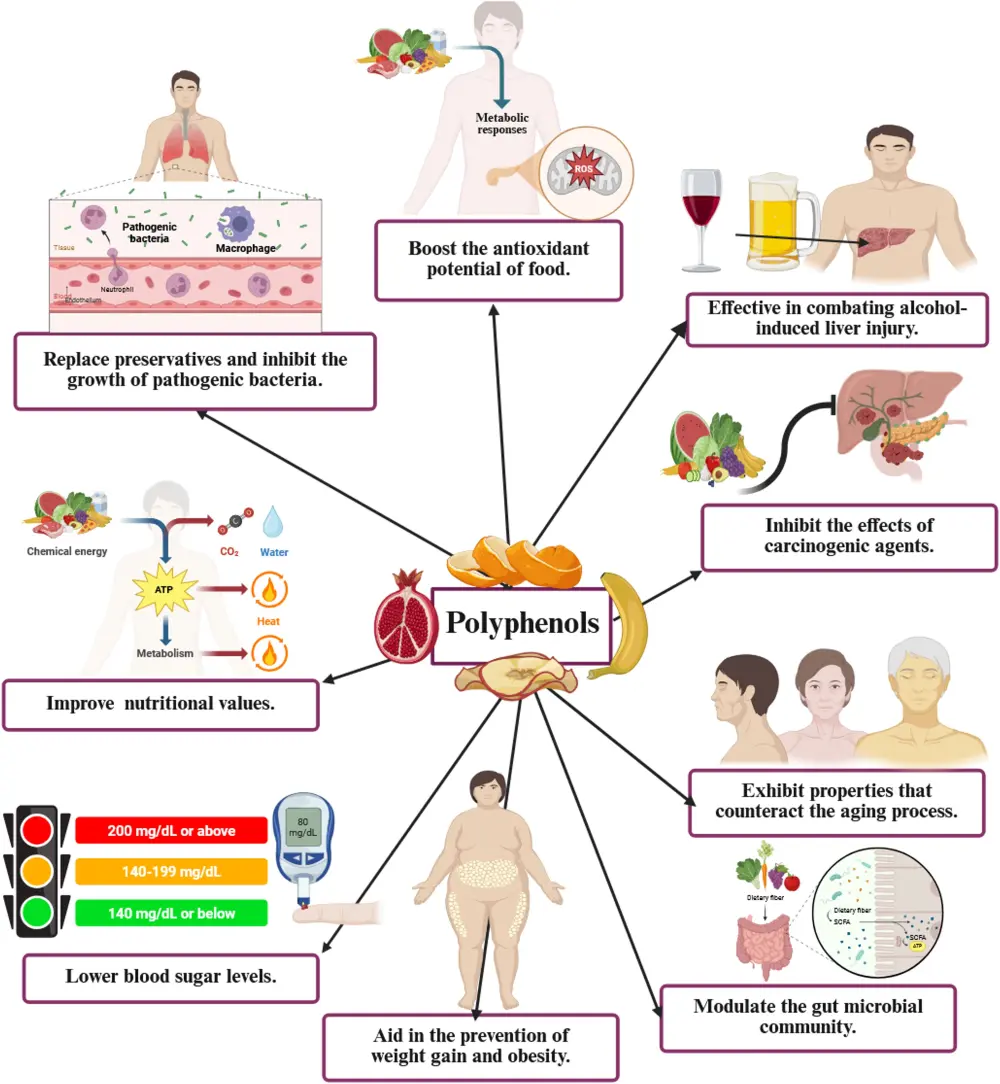 The Main Effects of Sugarcane Extract Sugarcane Polyphenols