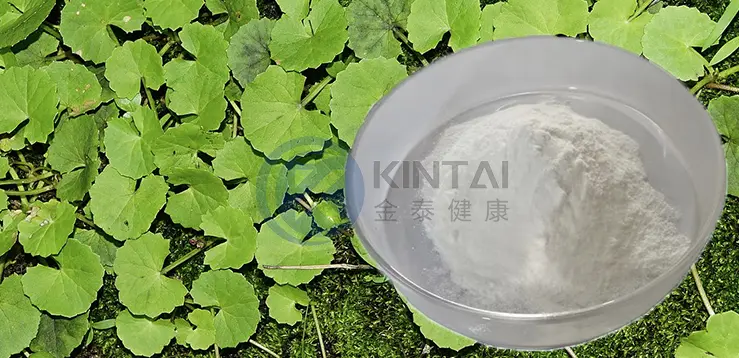 Centella Asiatica Extract Asiaticoside Manufacturer and Supplier Centella Asiatica Extract Asiaticoside Manufacturer and Supplier