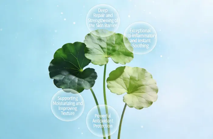 What’s the Skin Benefits of Centella Asiatica Extract? What’s the Skin Benefits of Centella Asiatica Extract?