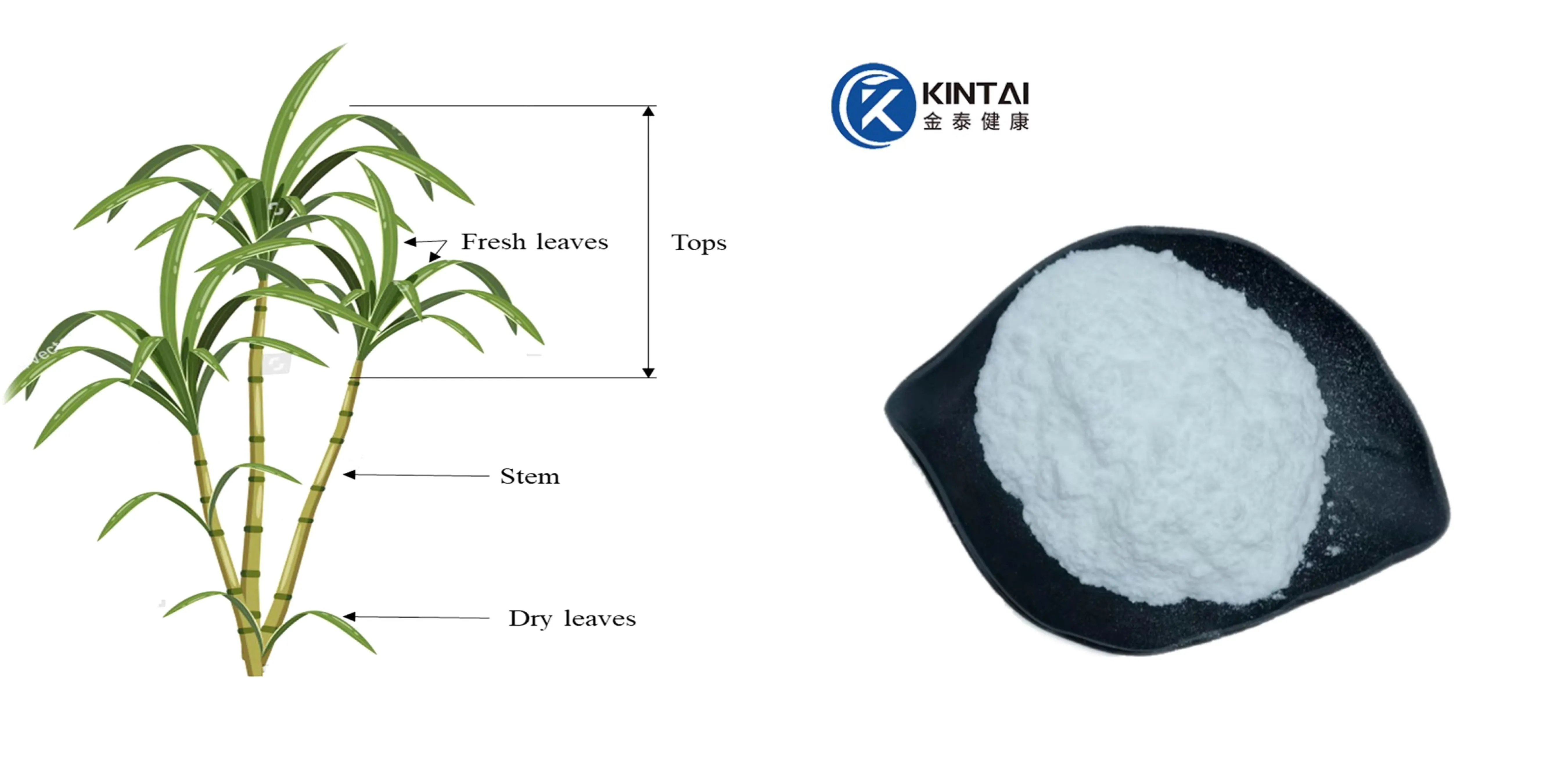 sugarcane polyphenols powder