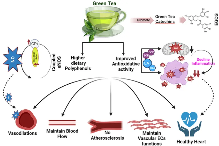green tea extract Promoting Cardiovascular Health