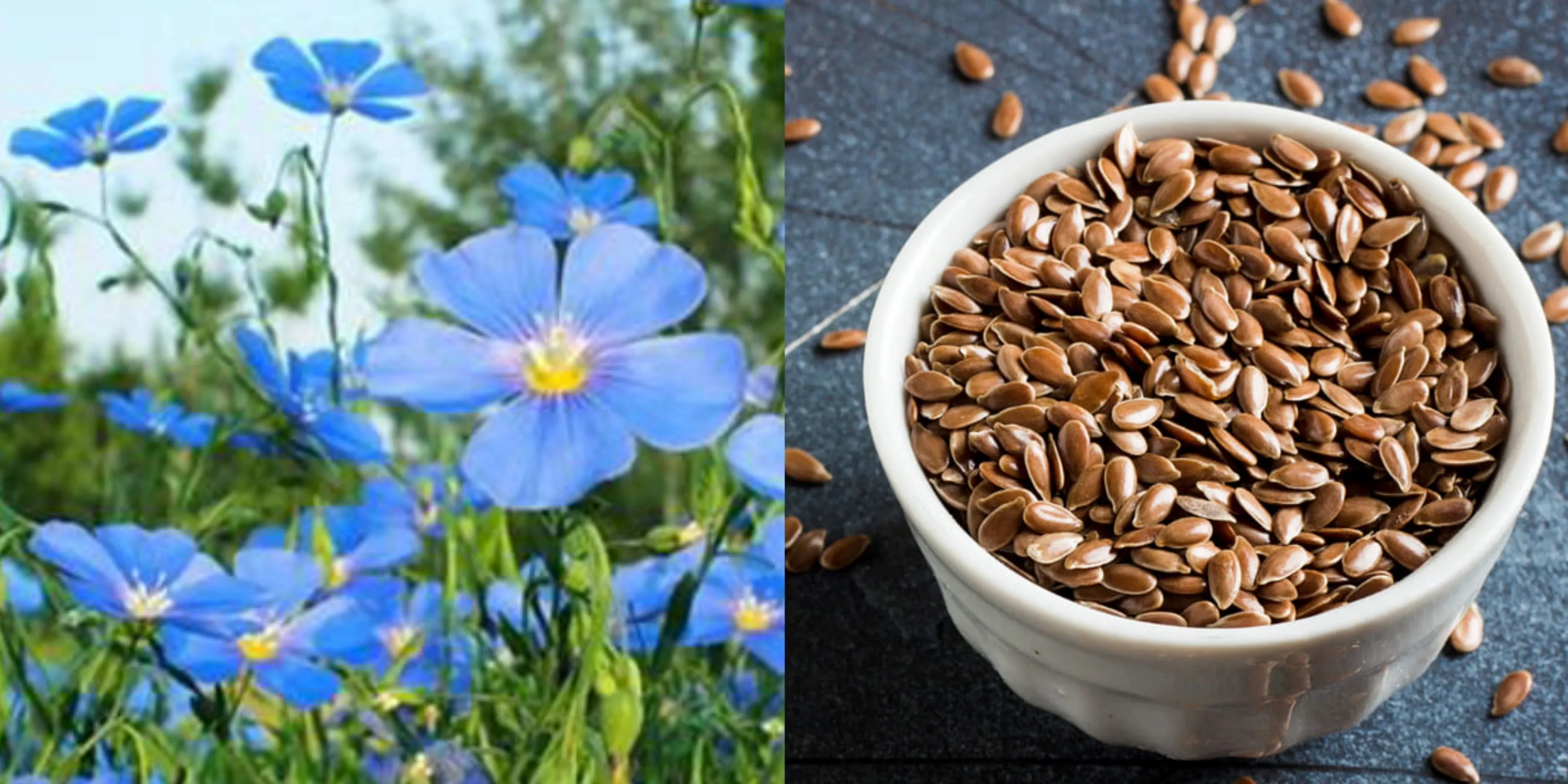 Flaxseed Extract Flax Lignans Secoisolariciresinol Diglucoside (SDG) Botanical Source Flaxseed Extract Flax Lignans Secoisolariciresinol Diglucoside (SDG) Botanical Source