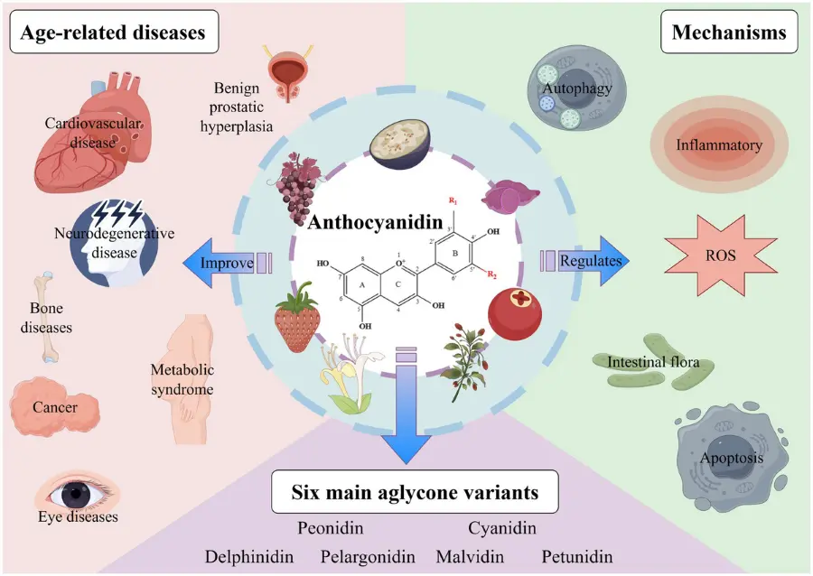 Benefits of Black Rice Extract Powder