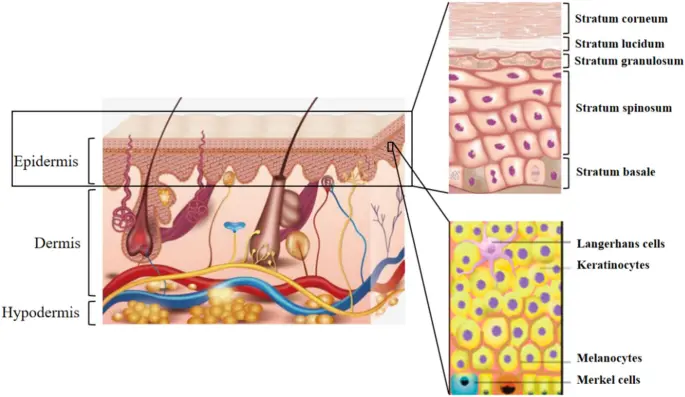 Anthocyanins in Skincare and Cosmetics