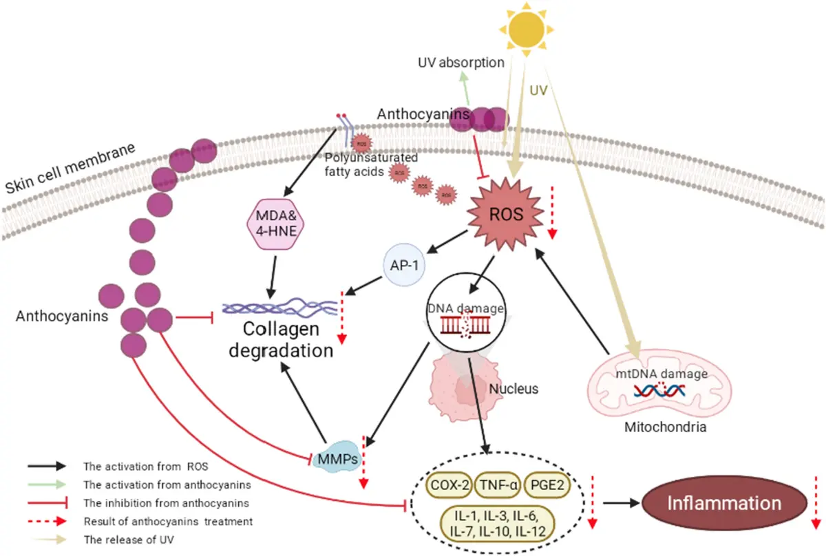 What does Black Rice Extract do for skin? What does Black Rice Extract do for skin?