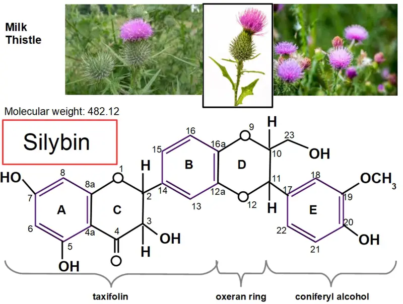 Silymarin vs Silybin Silymarin vs Silybin