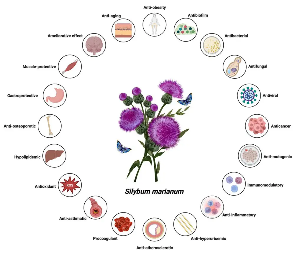 Benefits of Milk Thistle Extract