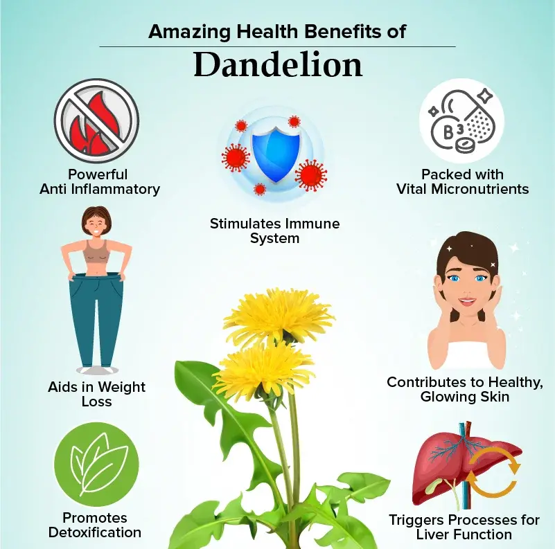 Dandelion Root Extract for Weight Loss​