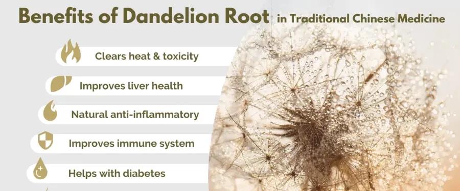 Dandelion Root Extract Powder Benefits Dandelion Root Extract Powder Benefits