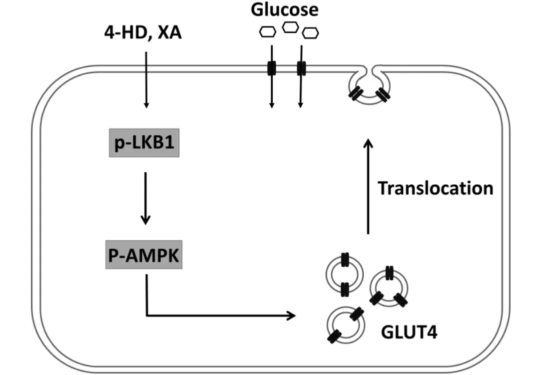 ​​​​​​​Ashitaba Extract Chalcones Benefits