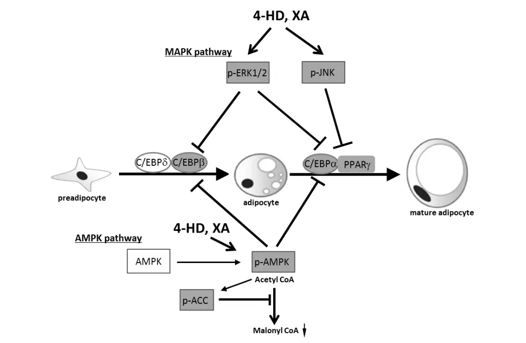 Ashitaba Extract Chalcones Benefits Ashitaba Extract Chalcones Benefits