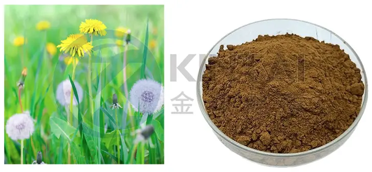 Dandelion Root Extract Powder Suppliers and Manufacturers