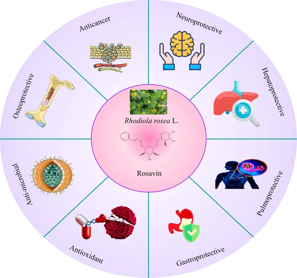 Rhodiola Rosea Extract Rosavin Benefits