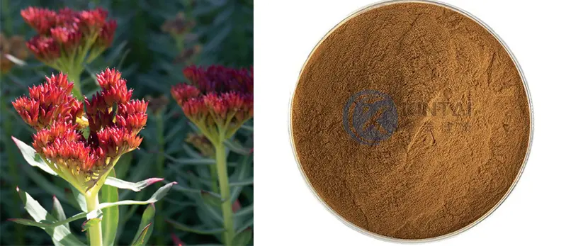 Rhodiola rosea extract rosavin 