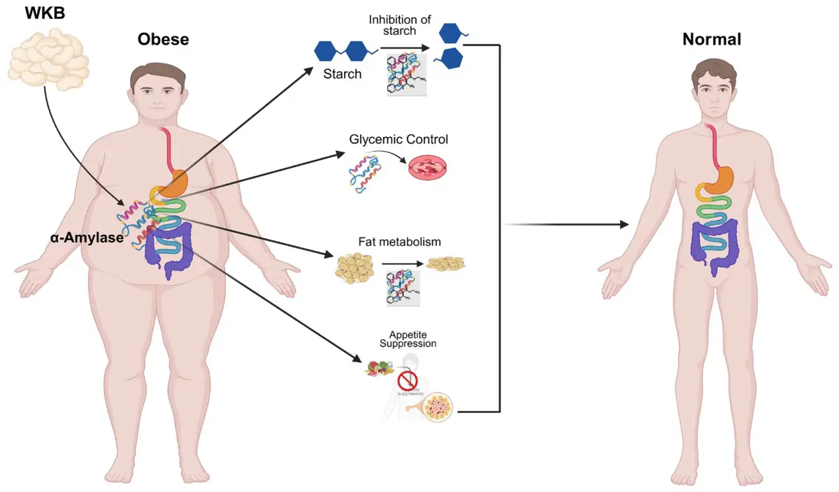 White Kidney Bean Extract help with weight loss