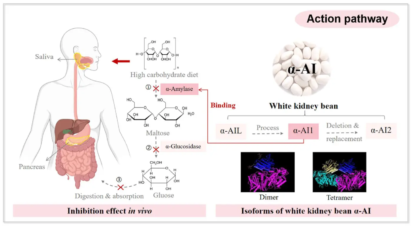 White Kidney Bean Extract lower blood sugar White Kidney Bean Extract lower blood sugar