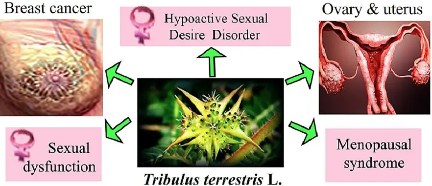 Tribulus terrestris extract benefits for women