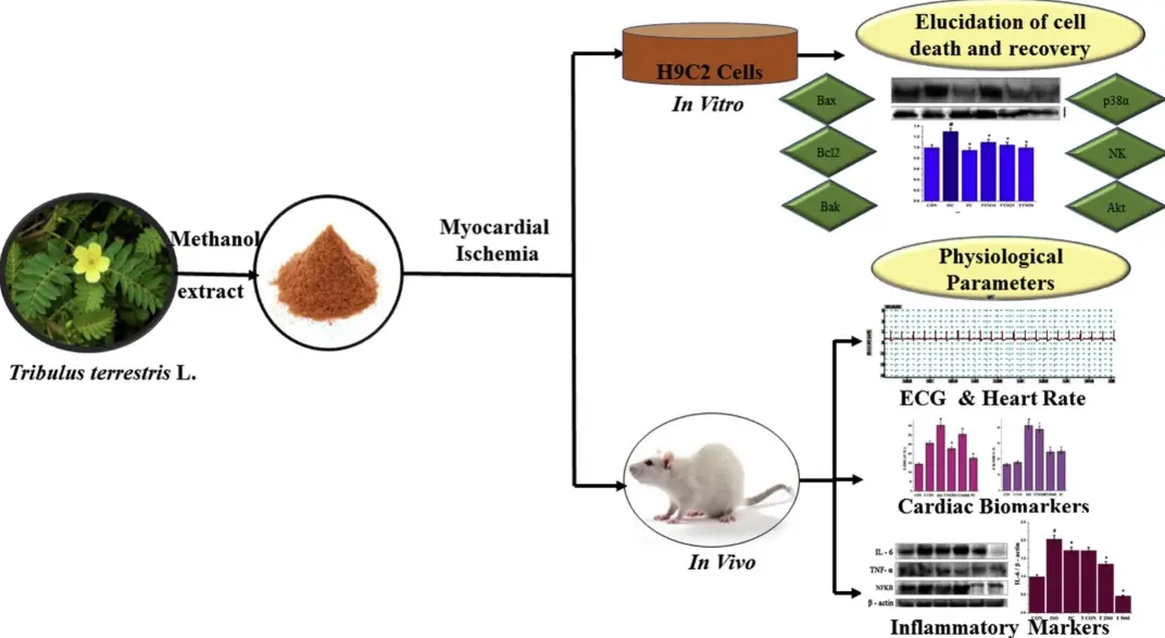 Tribulus terrestris extract protects the cardiovascular system