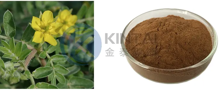 Tribulus Terrestris Saponins Powder Manufacturers and Supplier