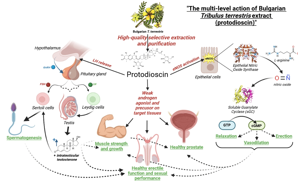 What does Tribulus Terrestris Saponins Powder do？