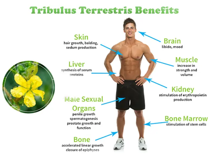 Tribulus Terrestris Saponins sports nutrition health product