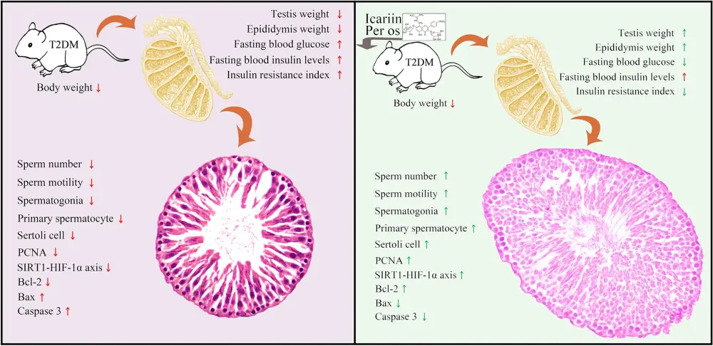 Horny Goat Weed Extract Icariin Powder Benefits Horny Goat Weed Extract Icariin Powder Benefits