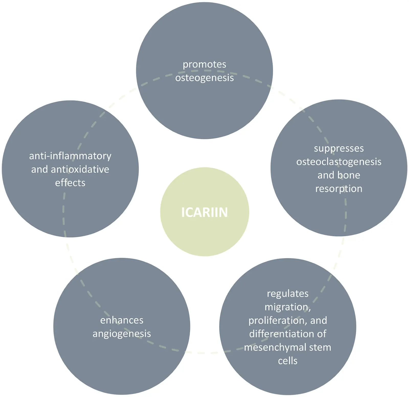 Horny Goat Weed Extract Icariin Powder Benefits Horny Goat Weed Extract Icariin Powder Benefits