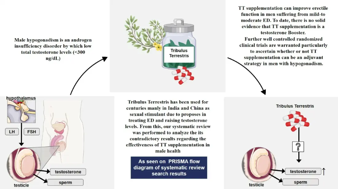 What's tribulus terrestris extract benefits for male？
