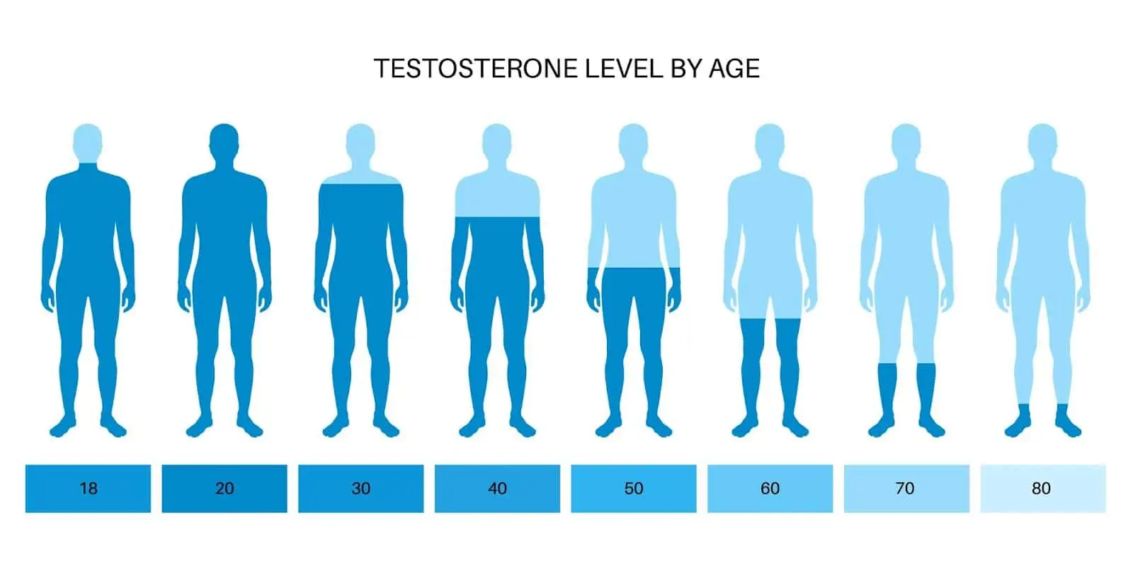 Why Should We Pay Attention to Increasing Testosterone?