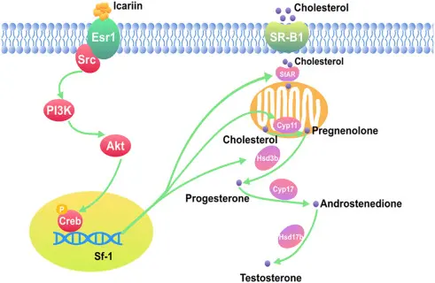 How Does Epimedium Extract Icariin Increase the Testosterone Level?