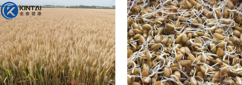 KT Wheat Germ Extract Powder Plant Source