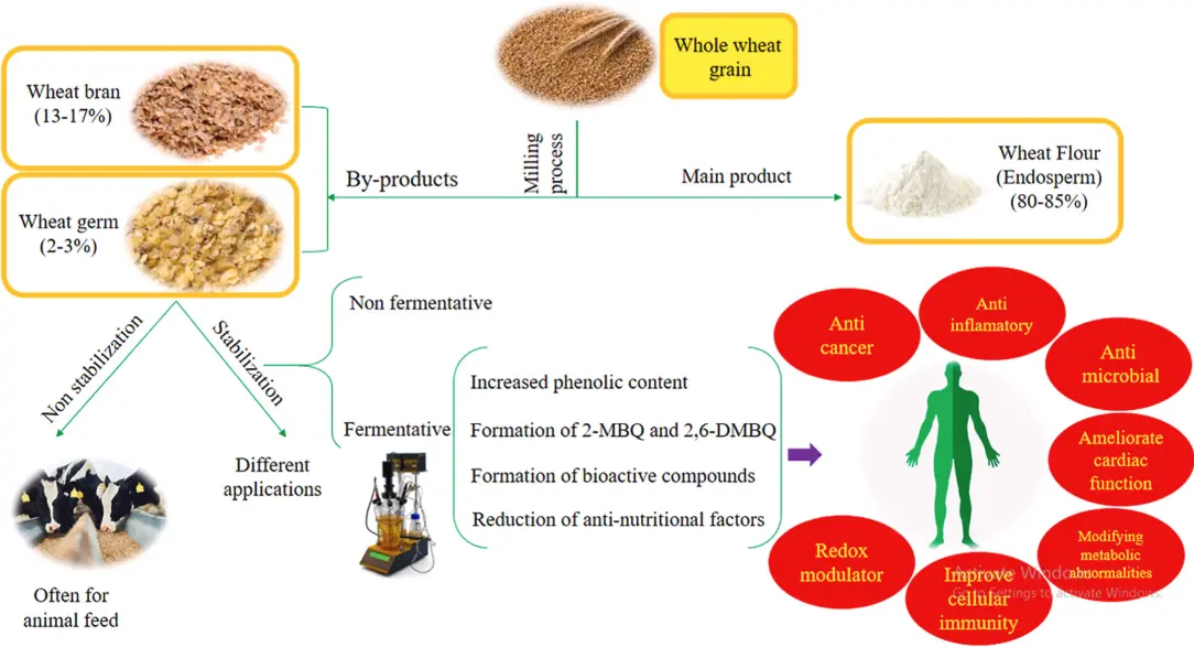 Benefits of Wheat Germ Extract Powder