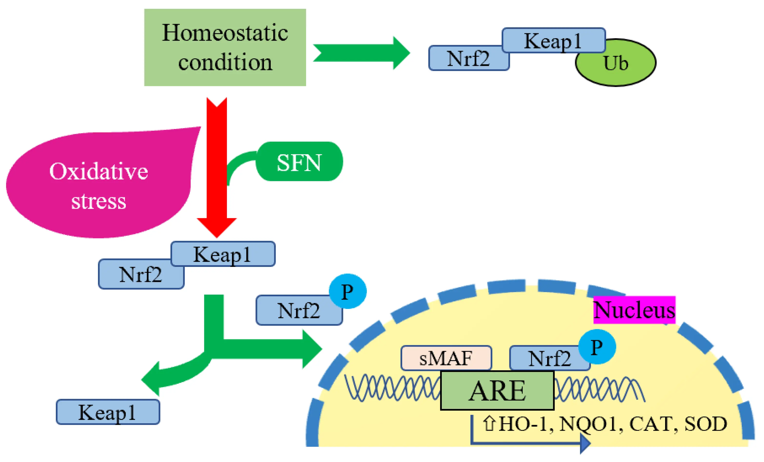 Sulforaphane Anti-inflammatory Effects