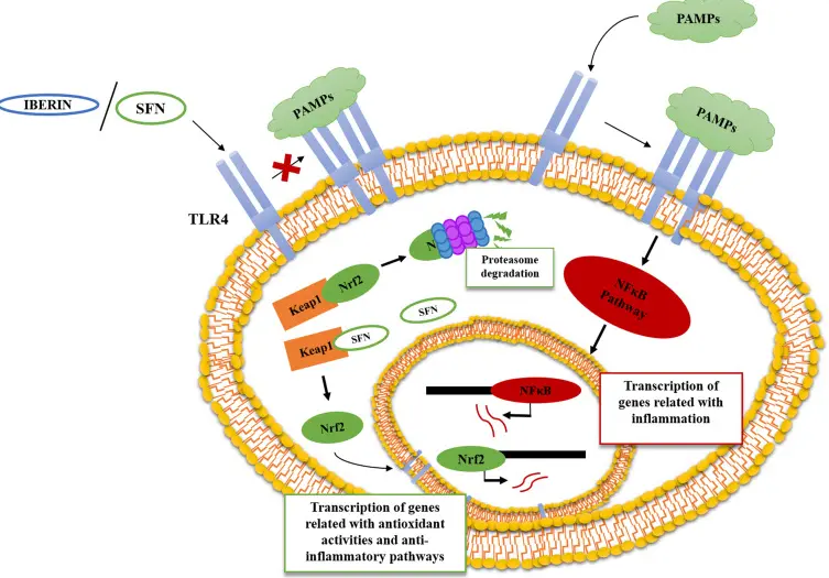 Glucoraphanin​ Stable Activity