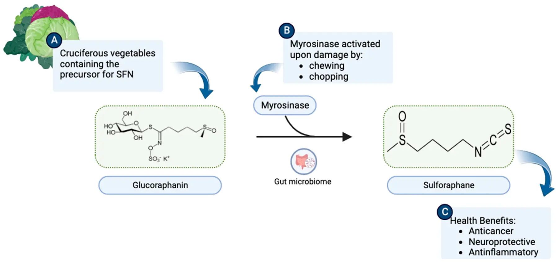 Potential Cardiovascular and Neuroprotective Effects Potential Cardiovascular and Neuroprotective Effects