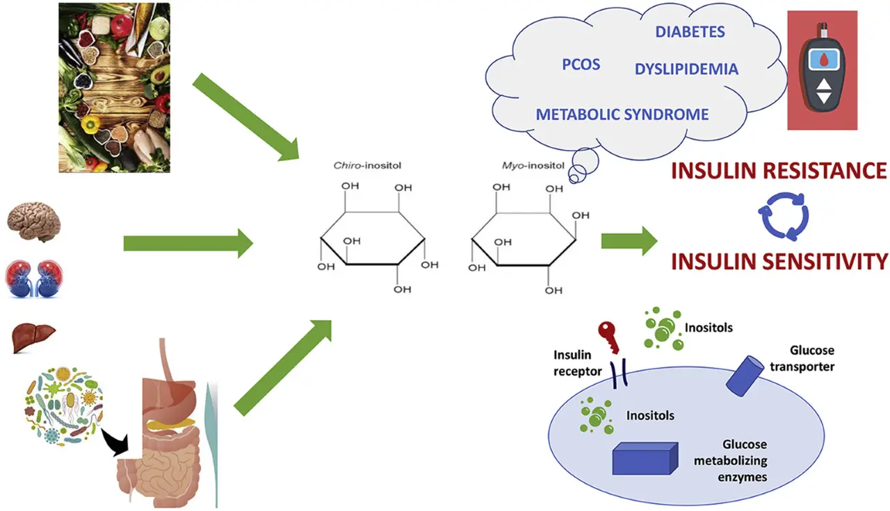 Core Efficacy of DCI: Regulating Insulin Sensitivity and Improving Metabolic Disorders