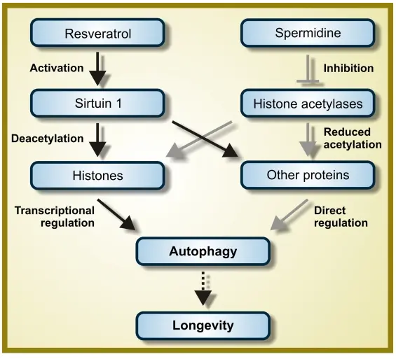 Spermidine vs Resveratrol