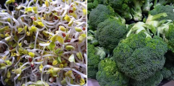 KINTAI Broccoli Extract Plant Sourse KINTAI Broccoli Extract Plant Sourse