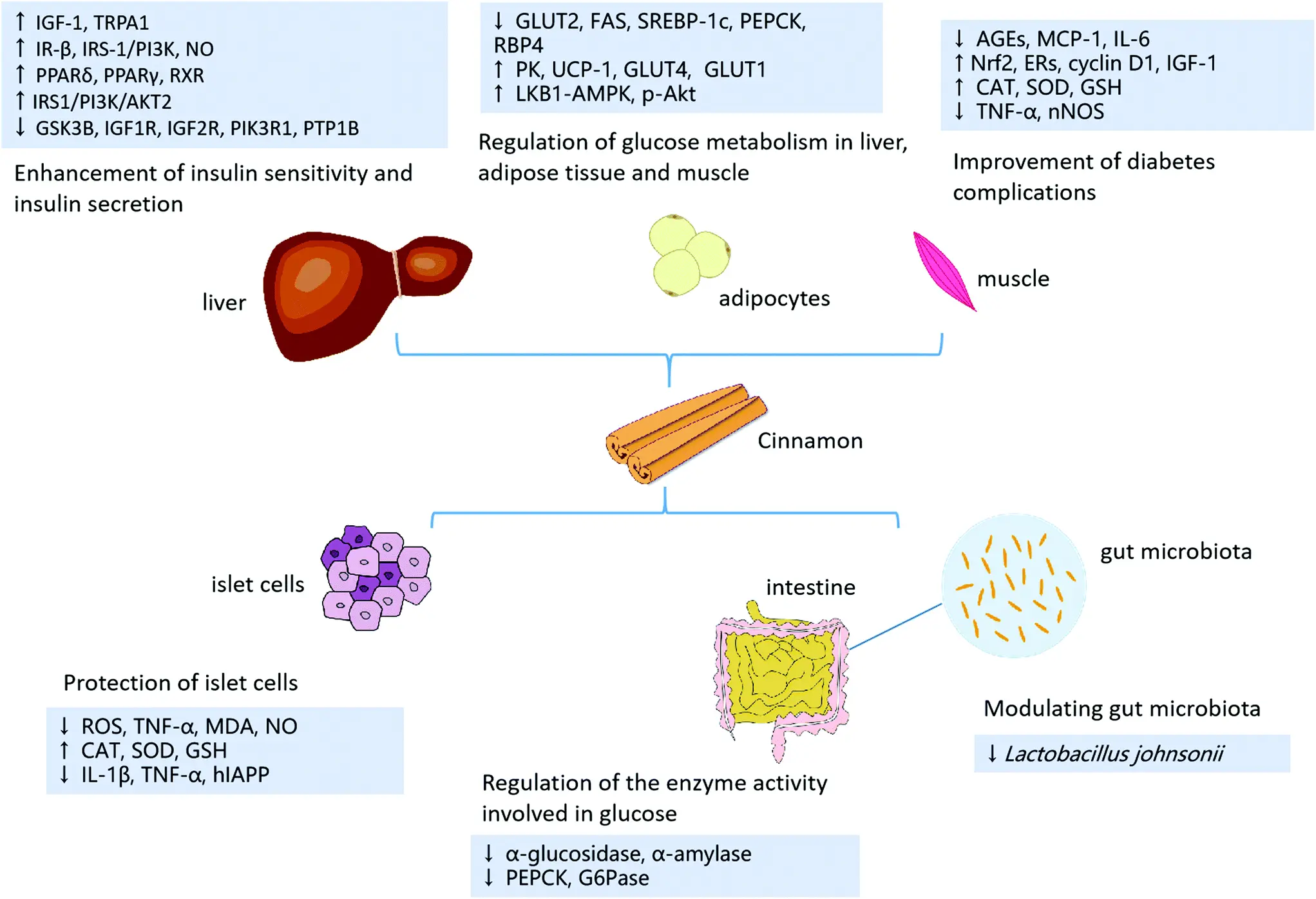 Effects on Cardiovascular Health Effects on Cardiovascular Health