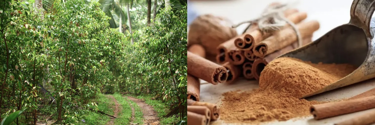 KINTAI Cinnamon Extract Source