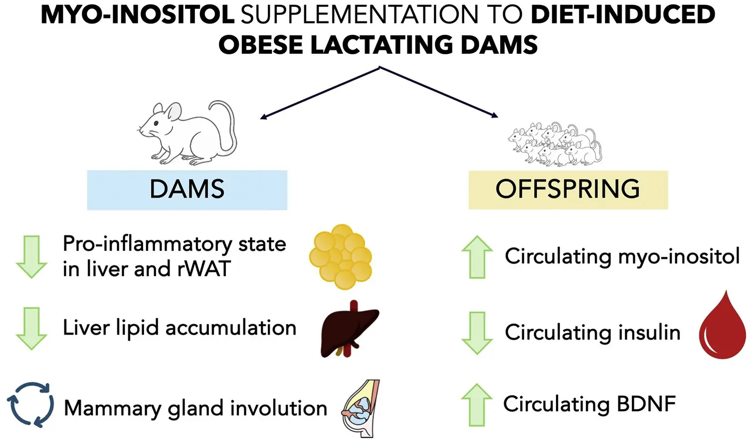 The Efficacy of Myo-Inositol for Weight Loss.