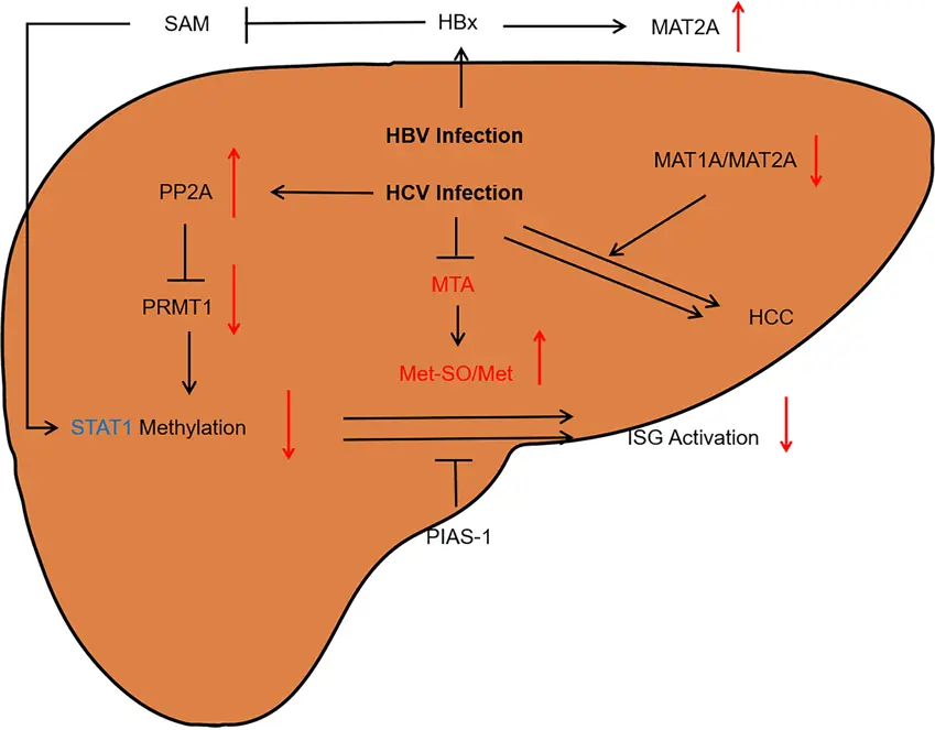 L-methionine's protective effect on the liver L-methionine's protective effect on the liver