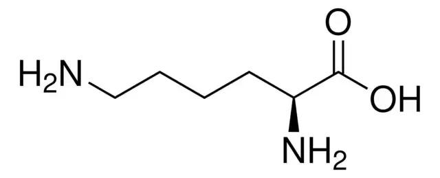 L-lysine