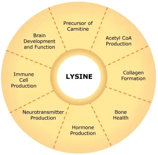 Benefits of L-lysine