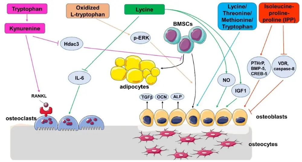 L-Lysine significantly promotes the active absorption of calcium ions in the intestine and reduces renal calcium excretion.